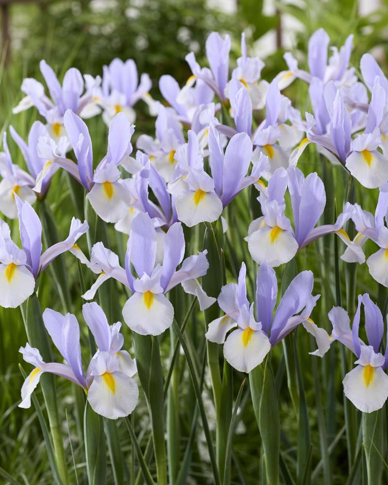 Iris Hollandica 'Silver Sky'